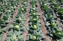 kapusta, uprawa kapusty, import kapusty