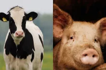 Zniknęły 1/3 loch i 8 mln sztuk bydła. Szokujące dane o hodowli w UE