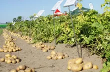 Nowe odmiany ziemniaka w rejestrze. Które dają najwyższy plon?