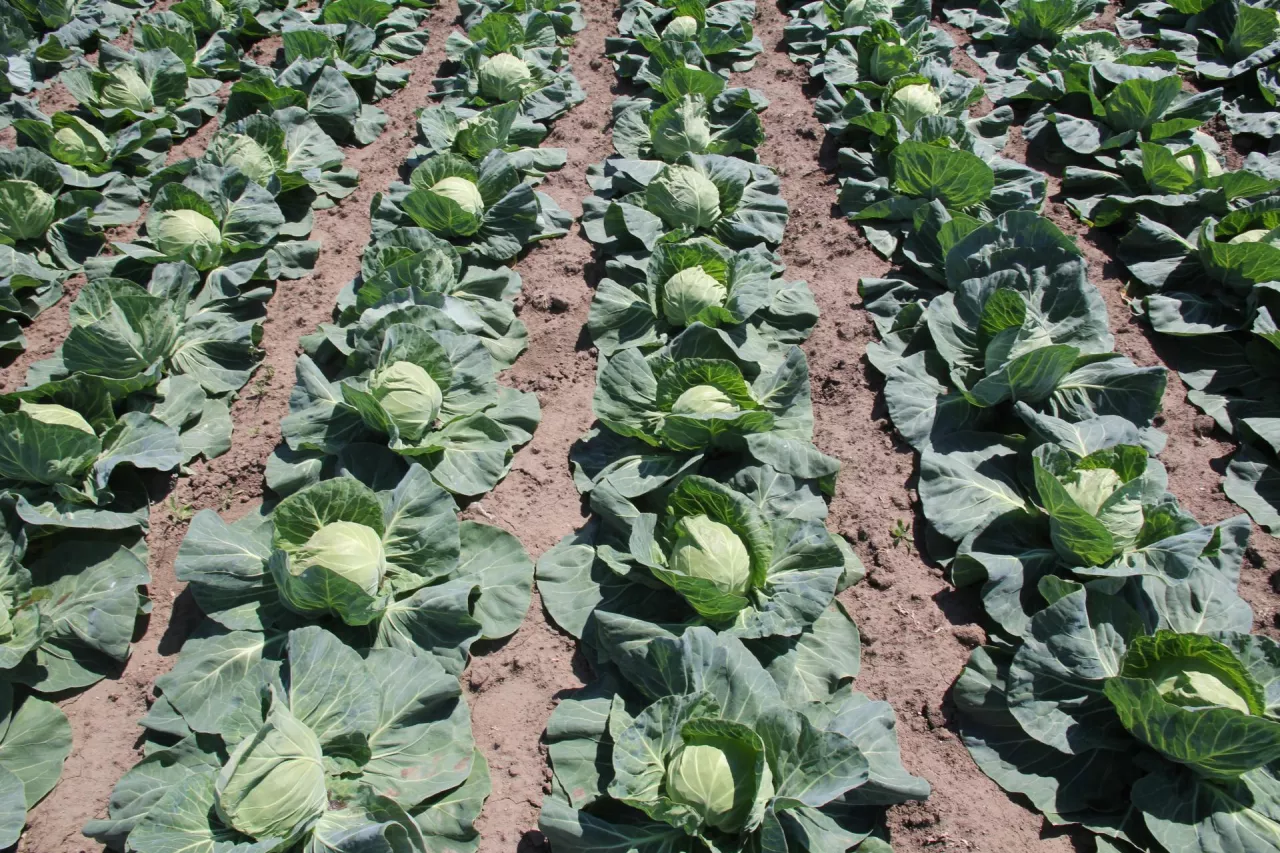 kapusta, uprawa kapusty, import kapusty