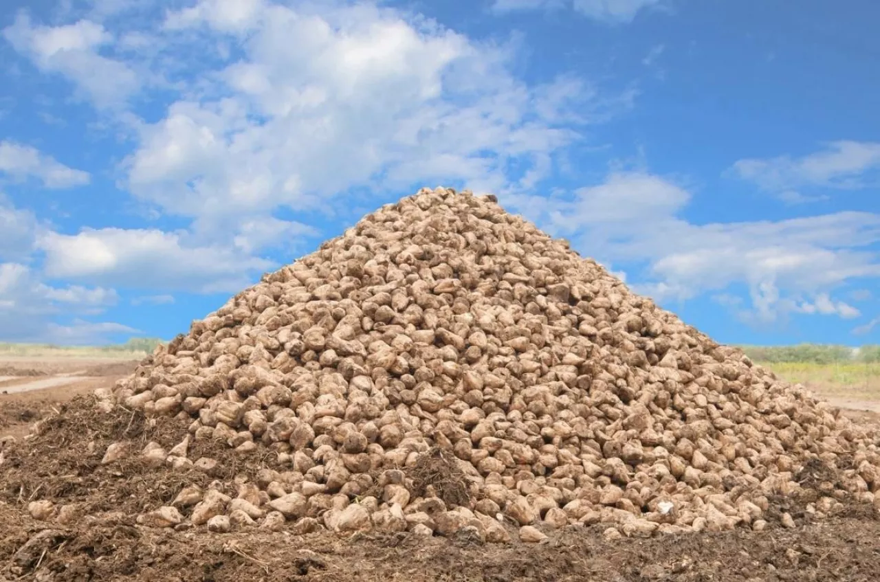 pryzma buraków cukrowych