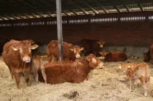 bydło mięsne rasy limusine w wolnostanowiskowym systemie utrzymania