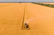 Kombajn zbożowy podczas żniw