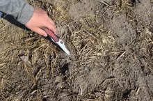 mulcz, resztki pożniwne