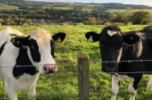 Jałówki na pastwisku