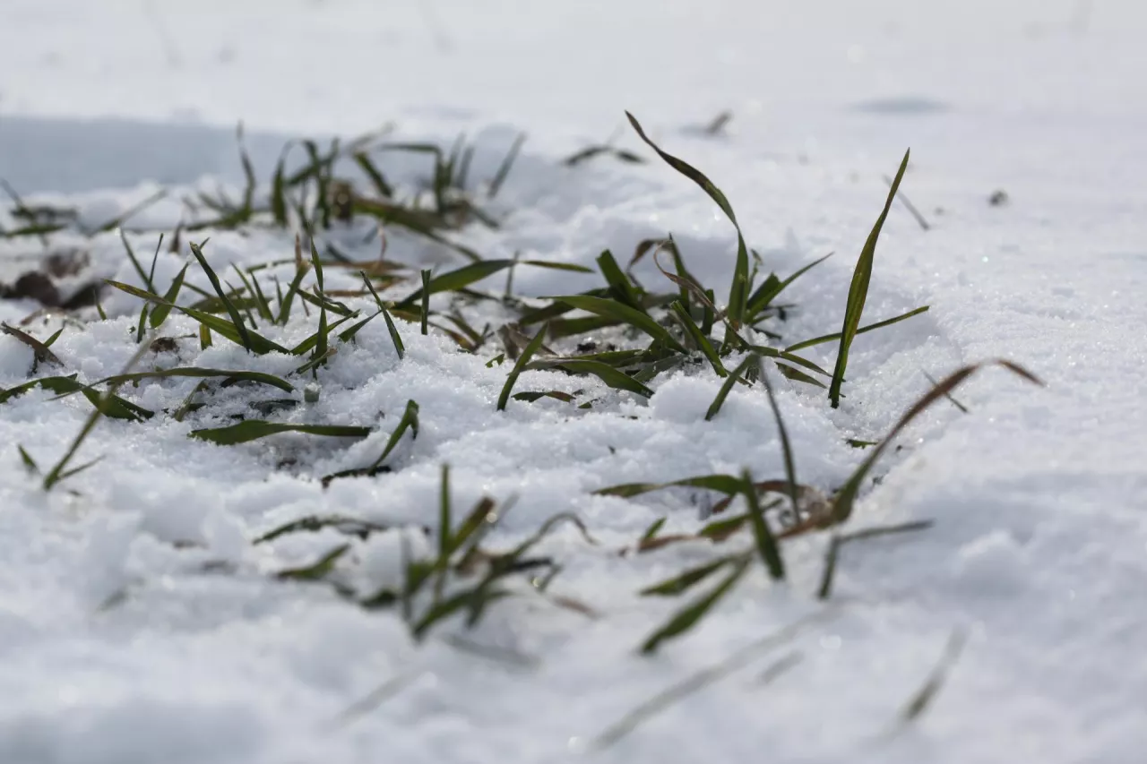 Zboże zimą
