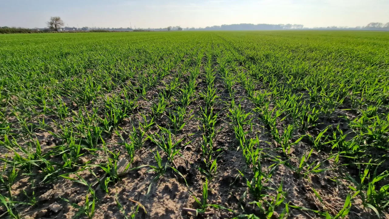 nawożenie, buraki, buraki cukrowe, pole