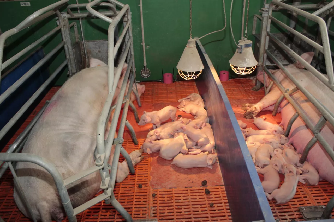 preparat mlekozastępczy 