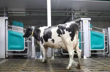 Krowa mleczna wchodząca do stanowiska udoju automatycznego DairyRobot R9600 firmy GEA.