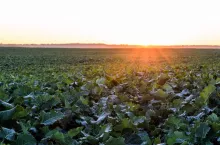 Ochrona fungicydowa rzepaku. Jak przygotować rzepak, aby dał wysoki plon?