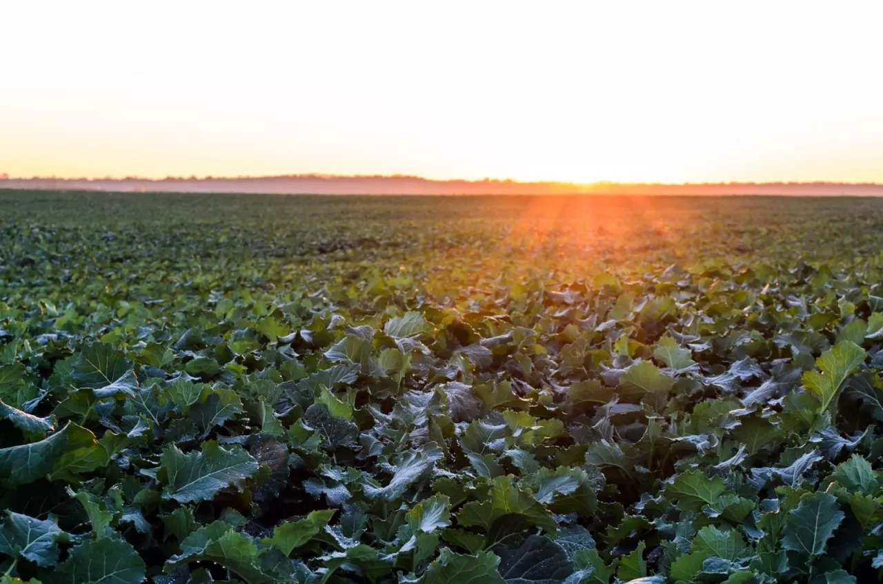 Ochrona fungicydowa rzepaku. Jak przygotować rzepak, aby dał wysoki plon?