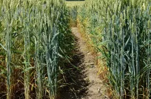 Pszenica jara: Lista Odmian Zalecanych w województwach