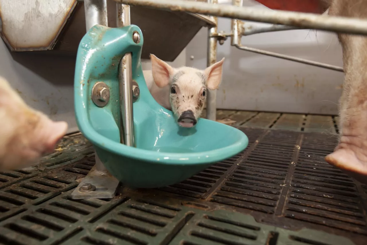 Nowa chlewnia we Florencji, Dariusz i Łukasz Gazda