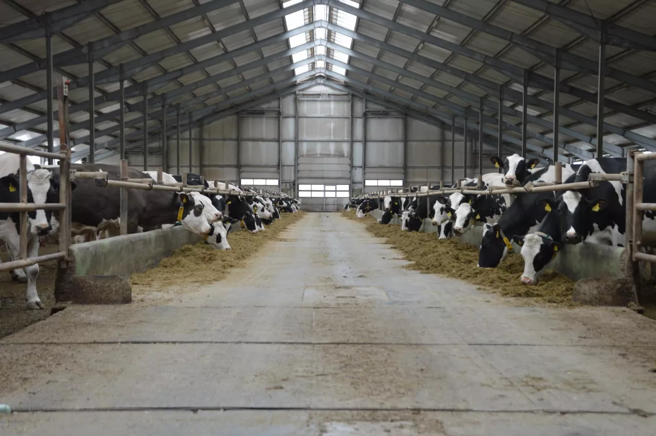 Krowy rasy mlecznej w oborze wolnostanowiskowej