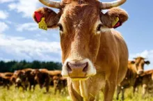 Bydło i opasy okładka