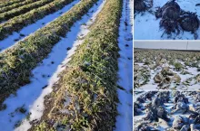 Zmarznięte uprawy warzyw