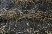 wymarznięte pszenżyto