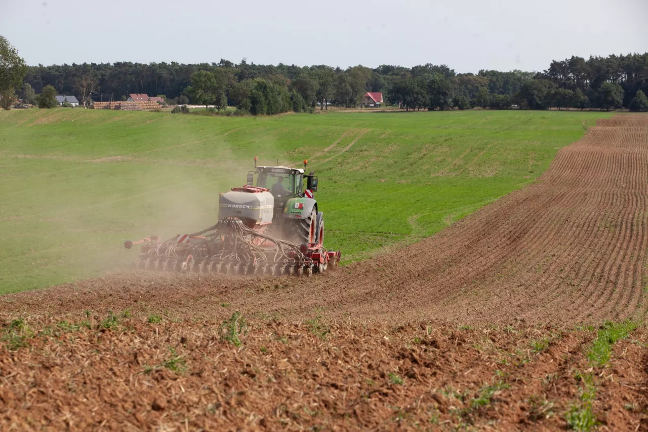 siew rzepaku z nawożeniem DAP