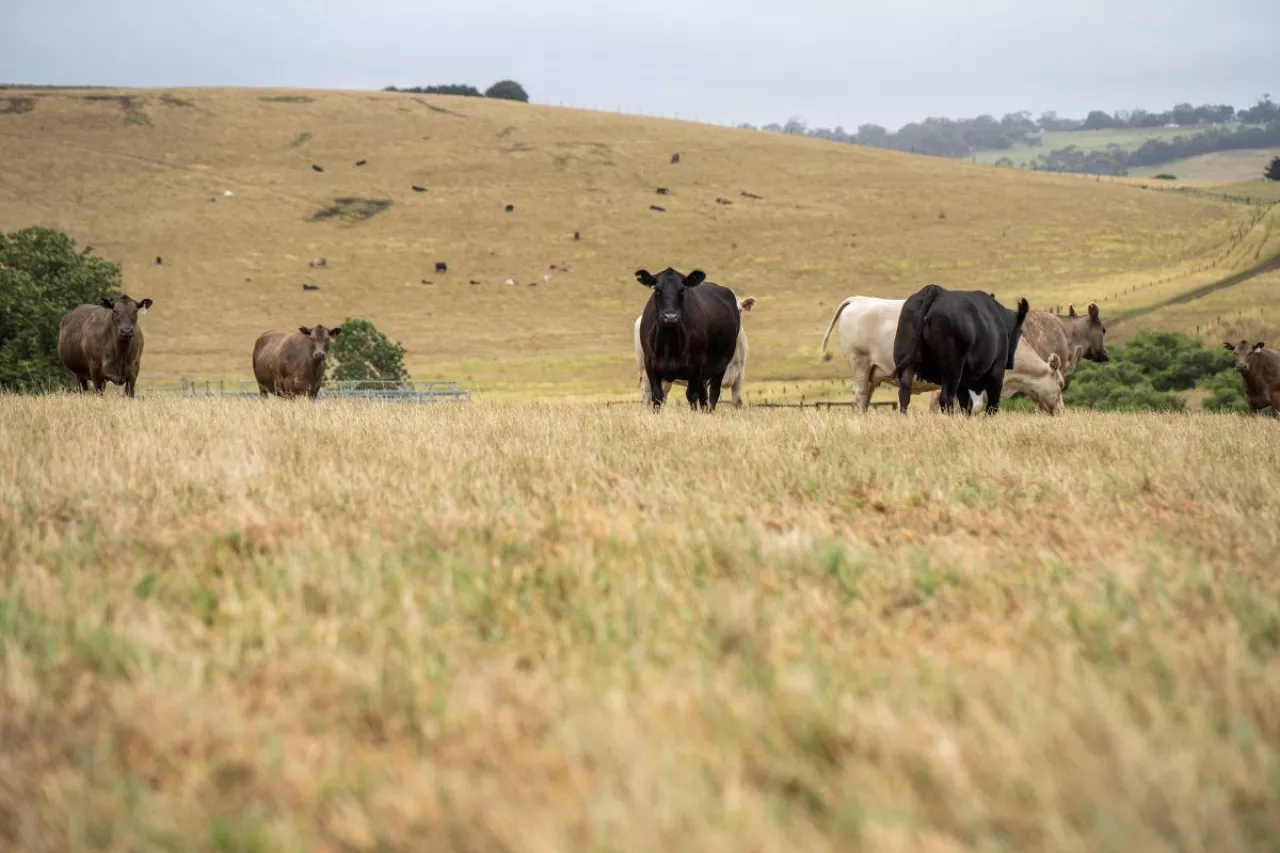 Stado bydła mięsnego wypasane na pastwisku w południowo-zachodniej Wiktorii w Australii.