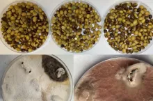 Soja - Platforma Sygnalizacji Agrofagów