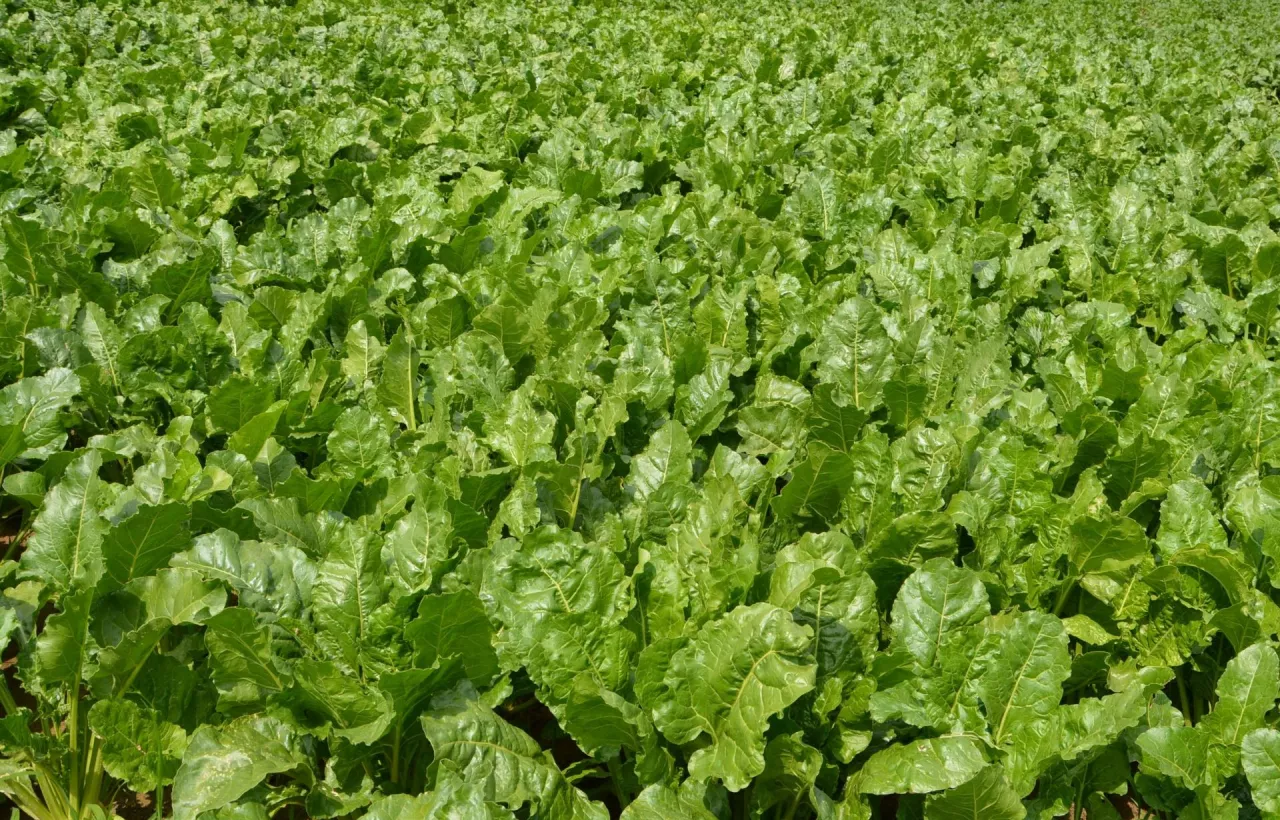 Buraki cukrowe w okolicach Kazimierzy Wielkiej to uprawa z długą tradycją