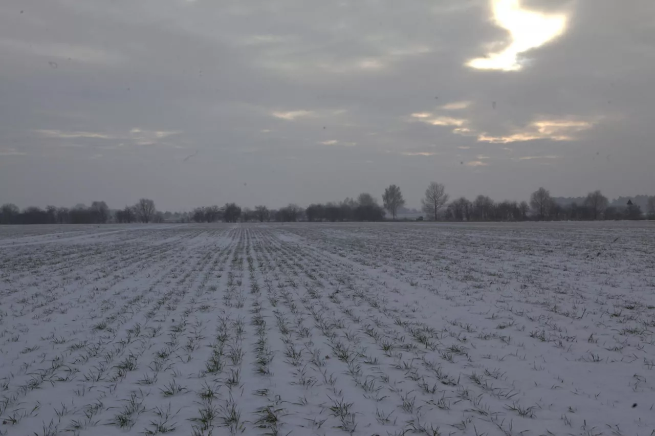pszenica pod śniegiem