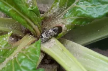 szarek komośnik w buraku