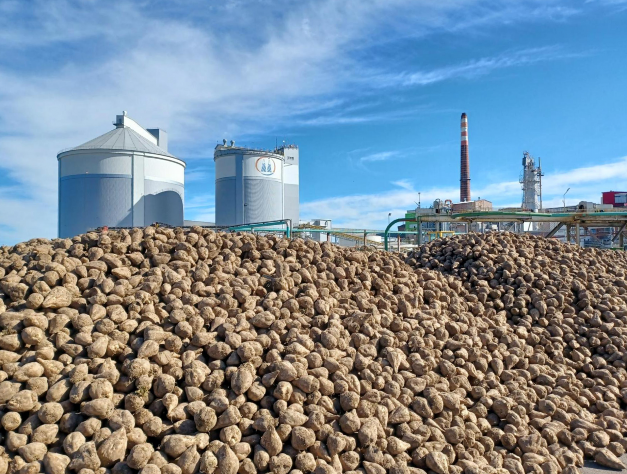 Cukrownia w Miejskiej Górce 2026