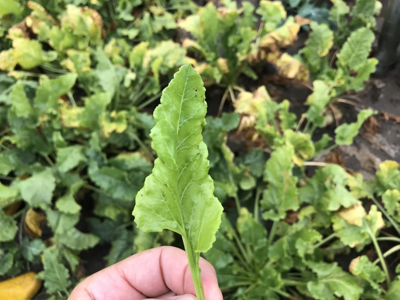 SBR syndrome basses richesses 