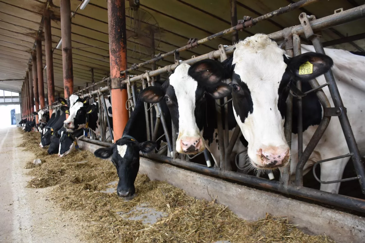 Główna obora z krowami