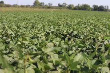 Odmiana Abelina z firmy Saatbau jest zalecana do uprawy w całej Polsce z wyjątkiem rejonów o najtrudniejszych warunkach termicznych	