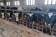 Bydło mleczne opasowe w oborze