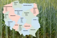 Pszenżyto jare wraca do łask. Sprawdź listę odmian zalecanych