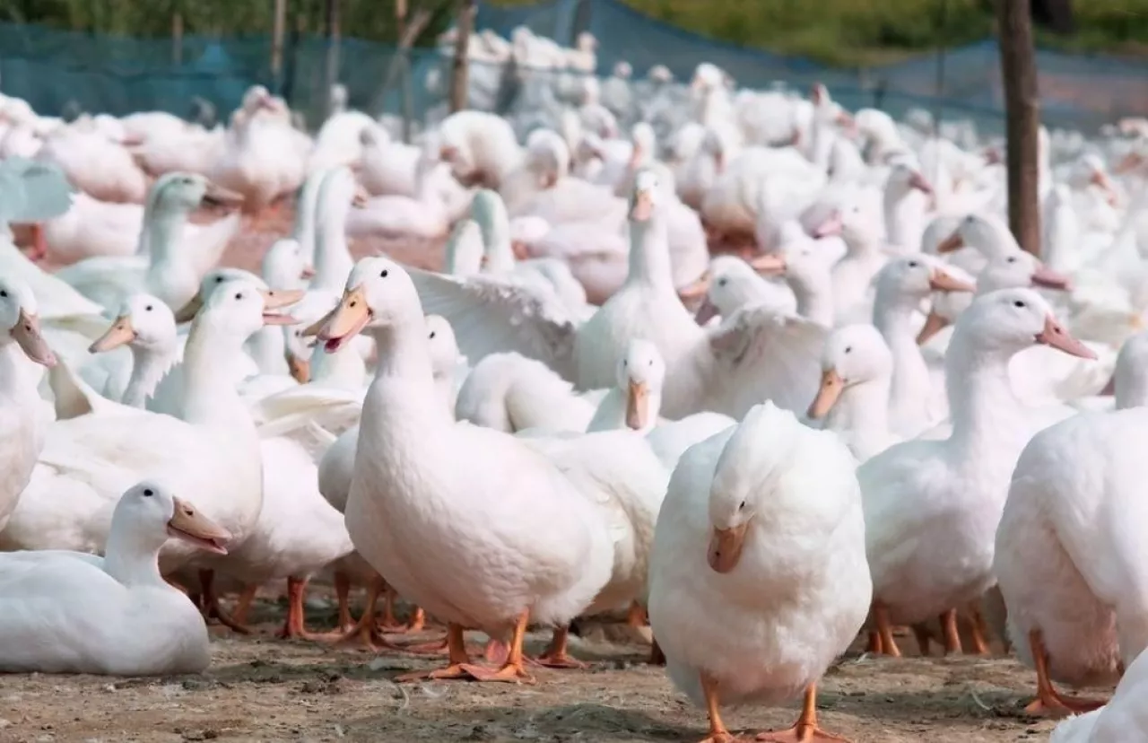 Kaczki na wolnym wybiegu