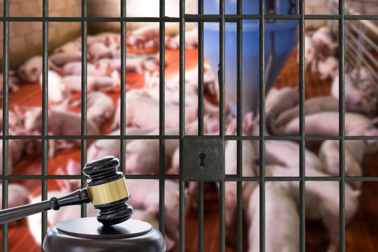 świnie, więzienie, młotek, sąd