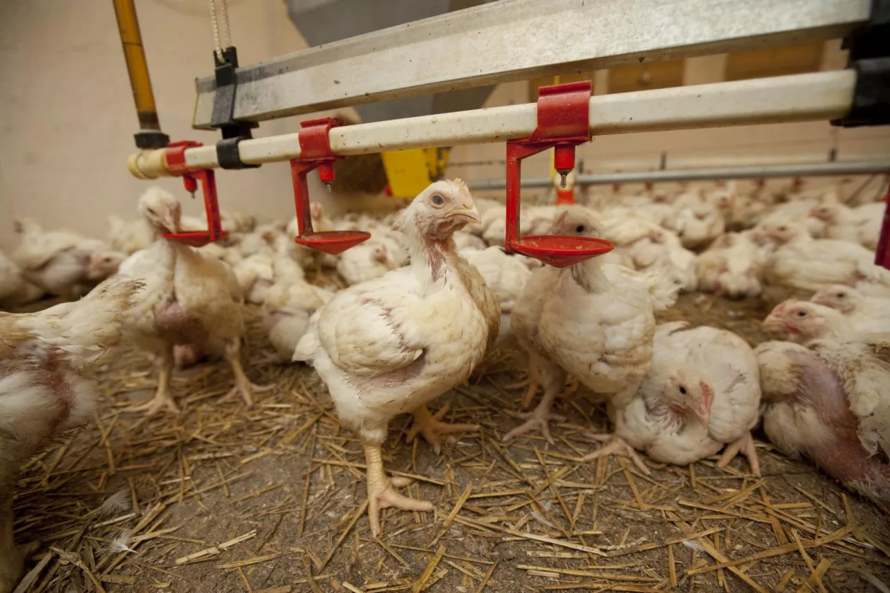 Brojlery w kurniku