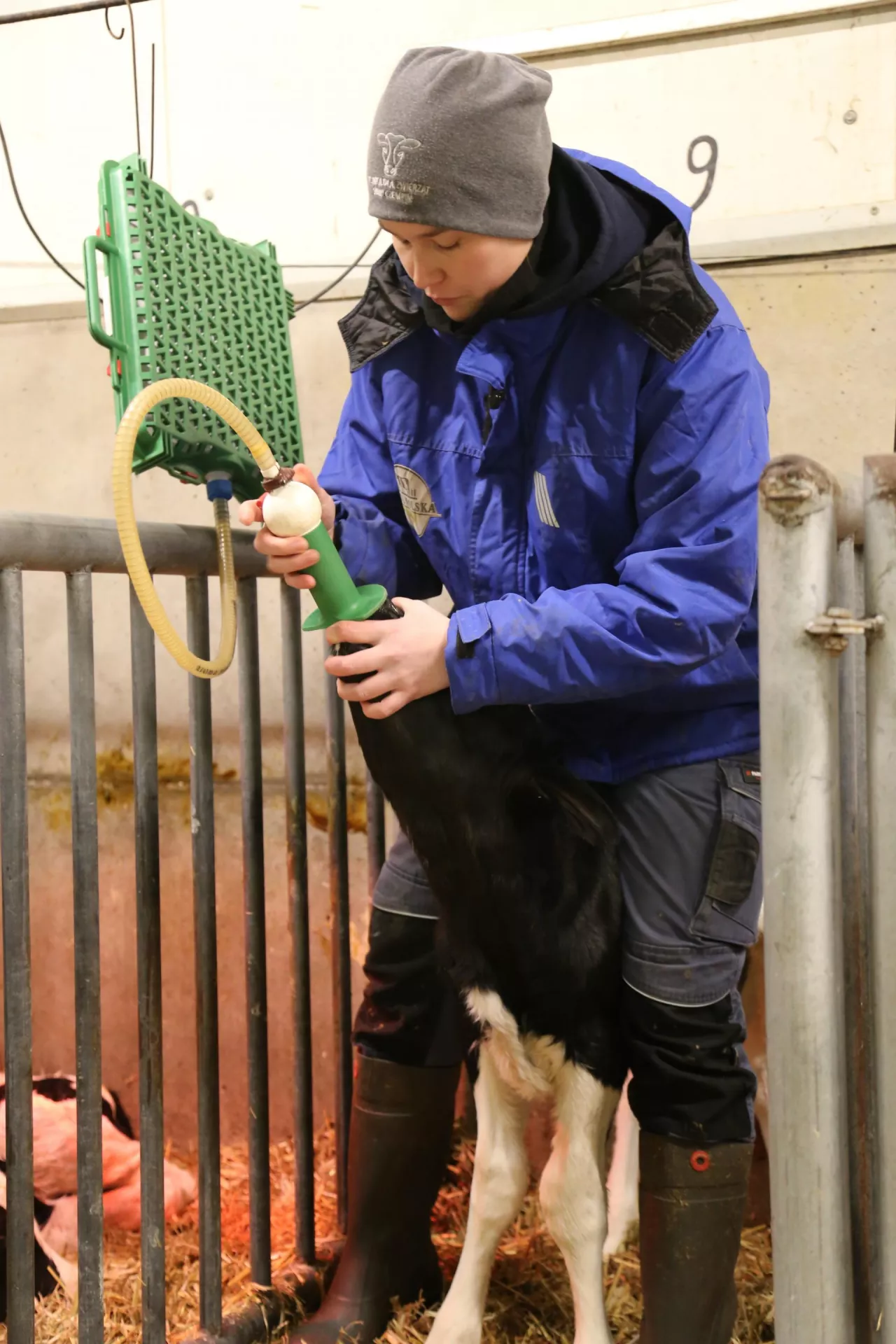 Gdy cielę nie chce pić siary, pomóc może sonda. To pewny sposób, by dostarczyć cielęciu odpowiednią dawkę przeciwciał.