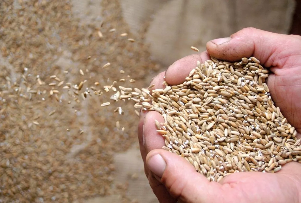 materiał siewny dopłaty 