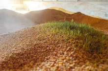 Porośnięte ziarno w silosie