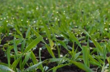  Jakie mikroelementy stosować w zbożach na wiosnę?