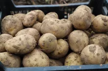 ziemniaki, ceny ziemniaka