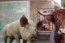 Jeżeli pomysły z Amsterdamu podchwycą inne miasta w Europie,  produkcja zwierzęca znajdzie się pod ostrzałem