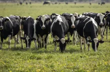 KSeF a rolnik ryczałtowy z produkcją bydła opasowego – czy trzeba się rejestrować?