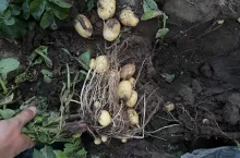 Piotr Gozdecki ziemniaki sadzeniaki