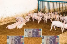 Jakie są aktualne ceny prosiąt? [SONDA]