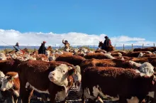 Gauchos zaganiają stado bydła w prowincji Neuquén w argentyńskiej Patagonii, w rejonie Kordyliery Andów. Region należy do ważnych obszarów produkcji wołowiny w kraju.
