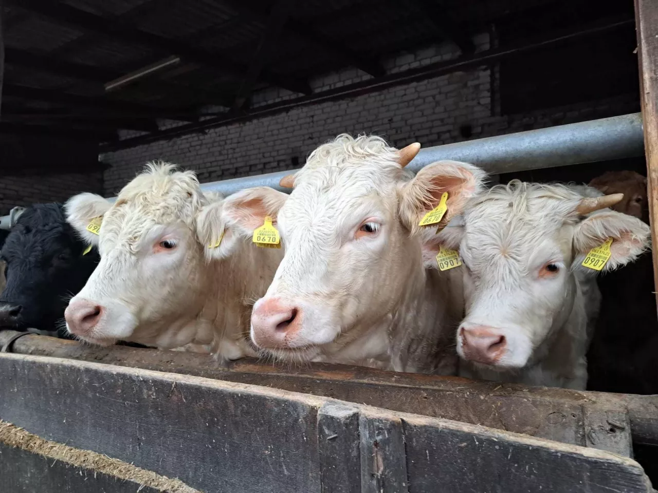 jałówki mięsne, charolaise