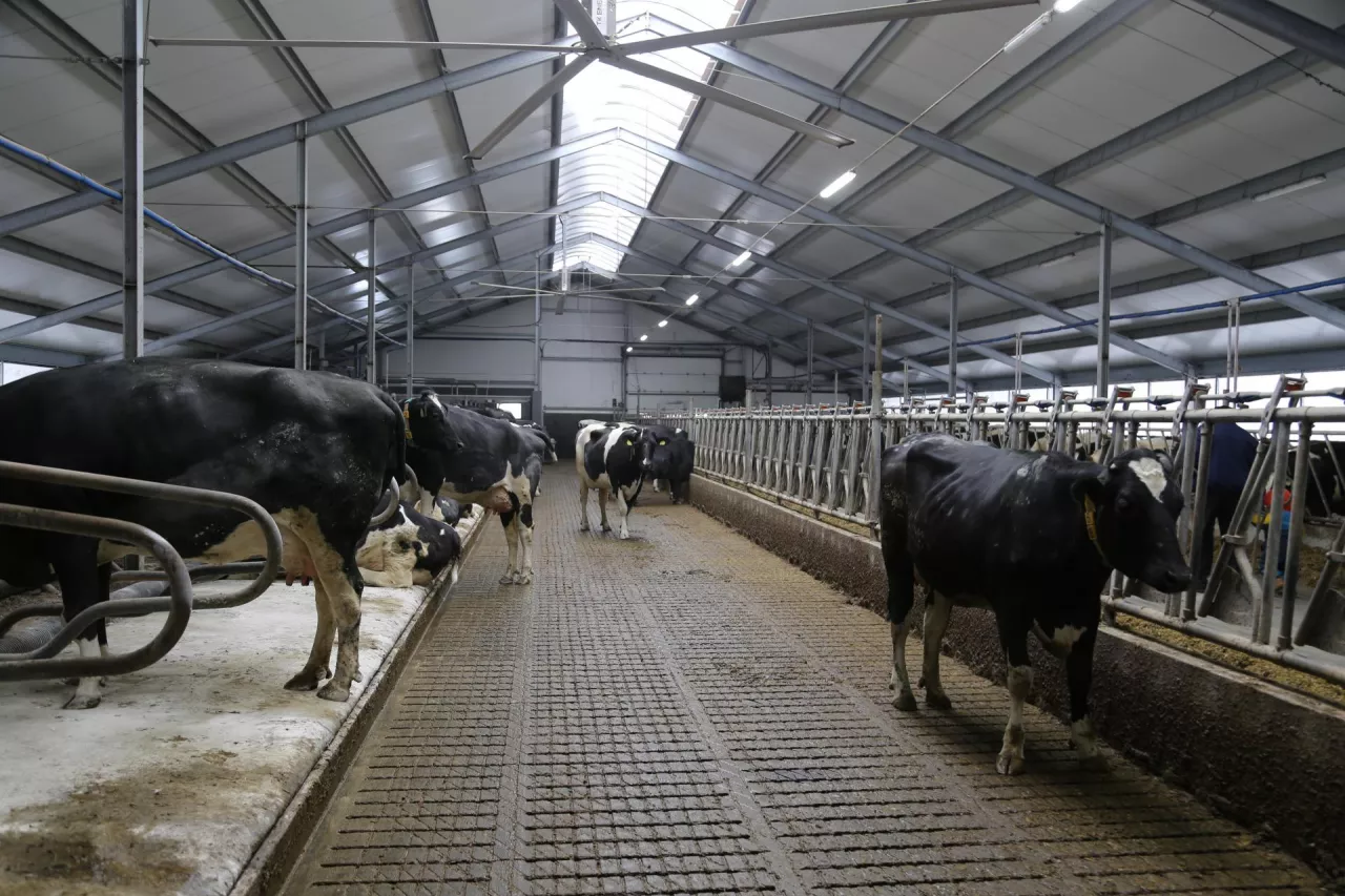 Bydło mleczne w nowoczesnej oborze