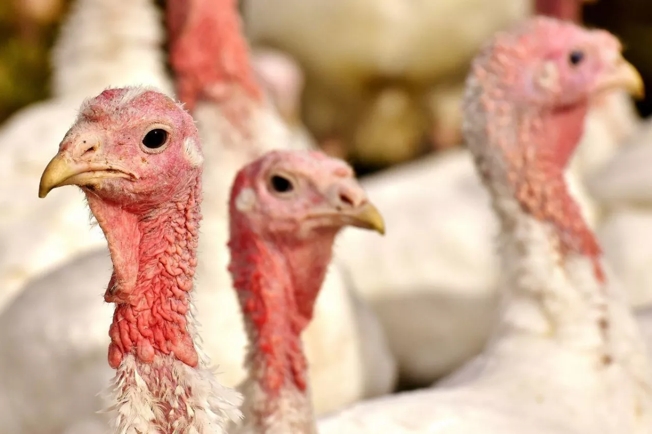 Przybliżone ujęcie indyków rzeźnych