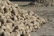 Pryzma buraka cukrowego